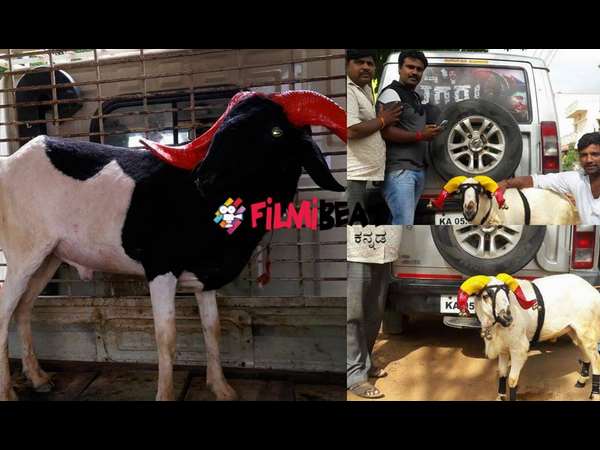 ಶಿವಣ್ಣನಿಗೆ 'ಟಗರು' ಉಡುಗೊರೆ ಸಿಕ್ತು.!