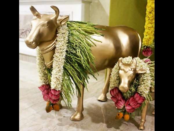 ಗೋ ಪೂಜೆ ಮಾಡಿದ ವಿಜಯಲಕ್ಷ್ಮಿ ದರ್ಶನ್