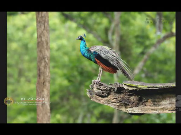ದರ್ಶನ್ ಕ್ಯಾಮೆರಾದಲ್ಲಿ ಪ್ರಾಣಿಗಳ ಚಿತ್ತಾರ
