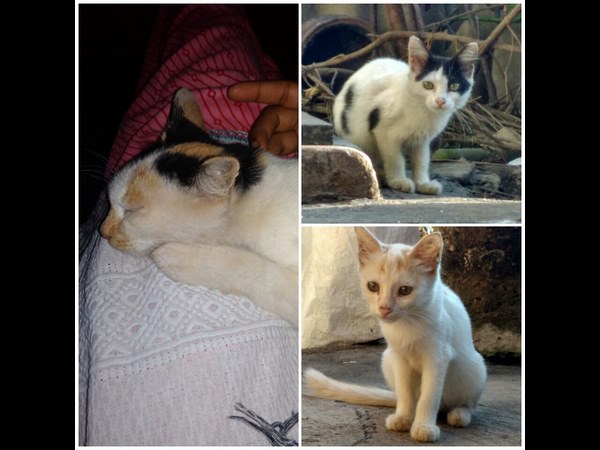 ಒಳ್ಳೆಯ ಕೆಲಸವೇ ಸರಿ. ಅಂದಹಾಗೆ ನಿಮ್ಮ ಊರು ಯಾವುದು?