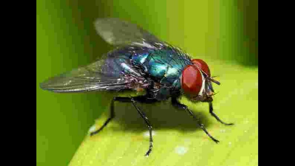 ನೊಣದ ಮೂಲಕ ಹರಡುತ್ತದೆ