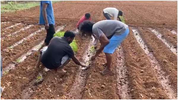 ಏನೆಲ್ಲ ಬೆಳೆಯುತ್ತಾರೆ ಉಪ್ಪಿ ಜಮೀನಿನಲ್ಲಿ