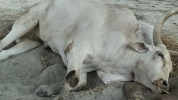 ದರ್ಶನ್ ಸ್ಪರ್ಶಕ್ಕೆ ಸ್ಪಂದಿಸಿದ್ದ ಬಸವ