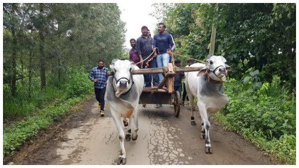 ದರ್ಶನ್ ಎತ್ತಿನ ಬಂಡಿ ಸವಾರಿ