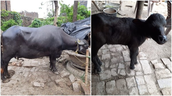 ಬಿಹಾರ ಕುಟುಂಬಕ್ಕೆ ಎಮ್ಮೆ ಕಳುಹಿಸಿದ ನಟ