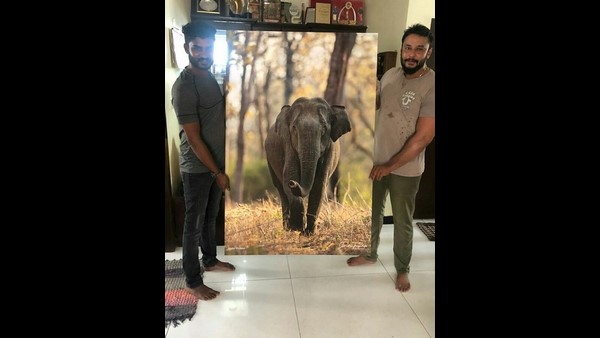 ಚಿತ್ರ ಮಾರಿದ ಹಣ ವನ್ಯಜೀವಿ ಸಂರಕ್ಷಣೆಗೆ ದೇಣಿಗೆ
