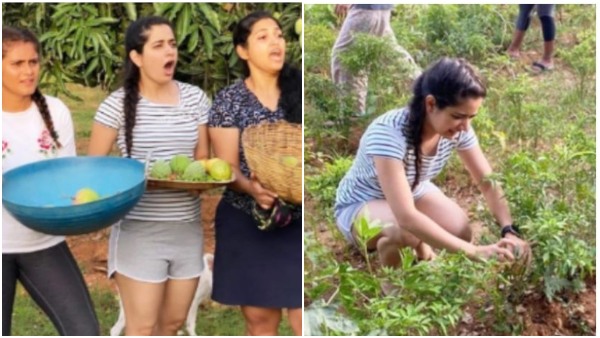 Actress Ashika Ranganath is working in Mango Farm Actress Ashika Ranganath is working in Mango Farm