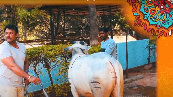 ದರ್ಶನ್ ತೋಟದಲ್ಲಿ ಸಂಕ್ರಾಂತಿ