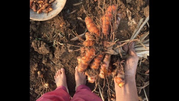 ಶುಂಠಿ ಕೊಯ್ಲು ಮಾಡಿದ ಸಾಯಿ ಪಲ್ಲವಿ
