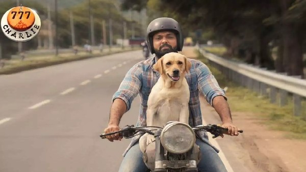 ನಾಯಿಗಳ ಸಂರಕ್ಷಣೆಗೆ ಯೋಜನೆ