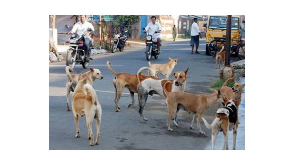 ಎರಡು ಕೋಟಿ ವೆಚ್ಚದಲ್ಲಿ ಶ್ವಾನ ಆರೈಕೆ ಕೇಂದ್ರ