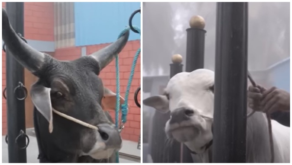 ರಾಜಸ್ಥಾನ್, ಒಂಗೋಲು ರಾಸುಗಳು